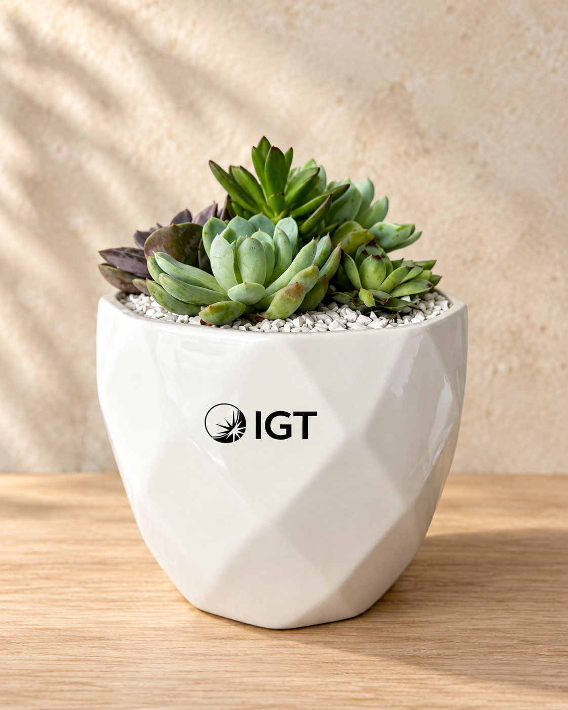 Suculenta en maceta personalizada para IGT